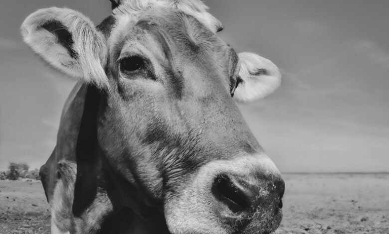 blind frog ranch lawsuit news