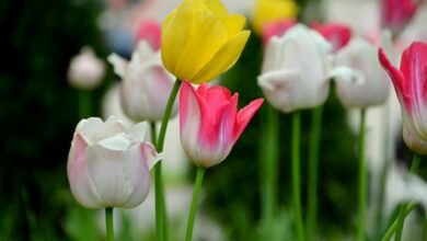 bookkeeping and gardening essentials