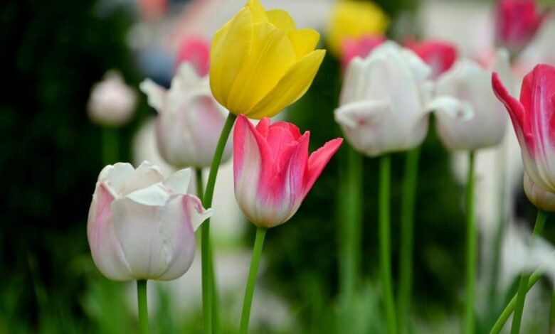 bookkeeping and gardening essentials