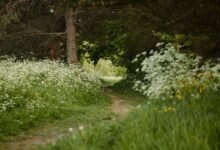 journey through uncharted paths