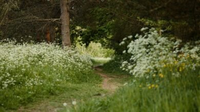 journey through uncharted paths